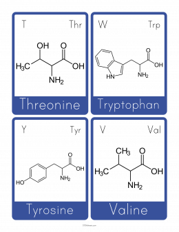Amino Acid Flashcards