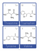 Amino Acid Flashcards
