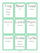 Baby Animal Names Flashcards 