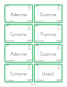 DNA and RNA Nucleobases Flashcards