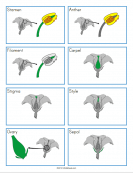 Flower Parts Flashcards