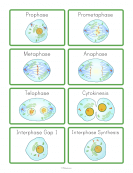 Stages of Mitosis Flashcards